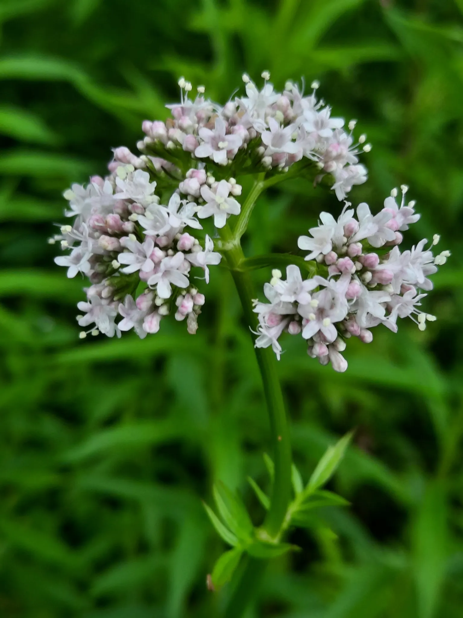 valeriana